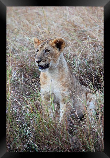 Young Lioness in the Grass Framed Print by Carole-Anne Fooks