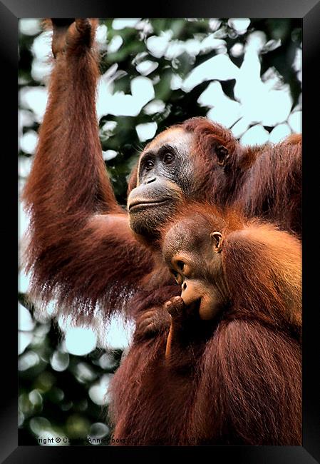 Mother and Baby Orangutan Borneo Framed Print by Carole-Anne Fooks