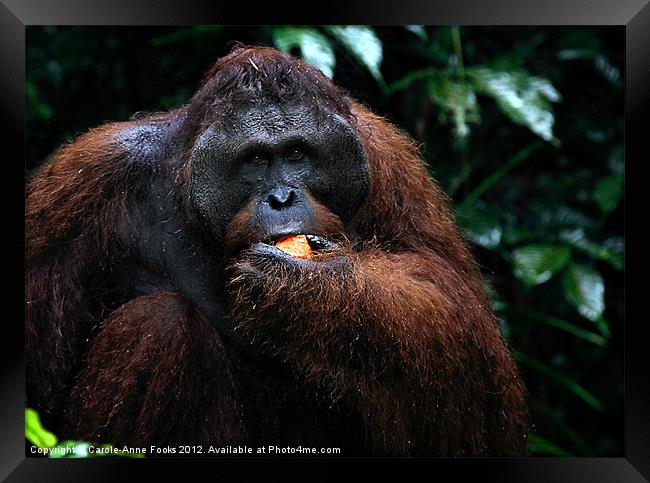 Large male Orangutan Borneo Framed Print by Carole-Anne Fooks