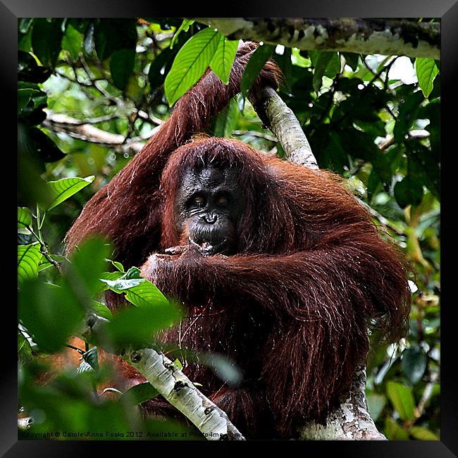 Large Female Orangutan Borneo Framed Print by Carole-Anne Fooks