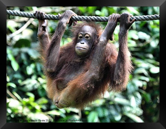Juvenile Orangutan Borneo Framed Print by Carole-Anne Fooks