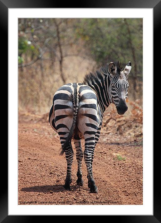 Zebra Crossing Framed Mounted Print by Carole-Anne Fooks