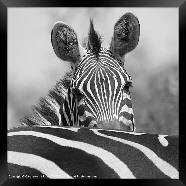Zebra in Black and White Framed Print by Carole-Anne Fooks