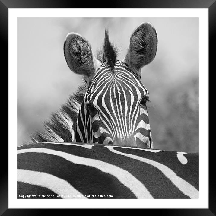 Zebra in Black and White Framed Mounted Print by Carole-Anne Fooks
