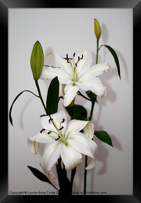 White Lily Spray Framed Print by Carole-Anne Fooks