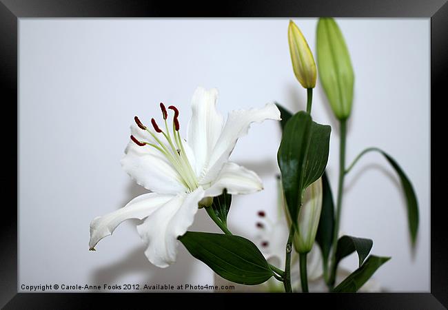 White Lily with Buds Framed Print by Carole-Anne Fooks