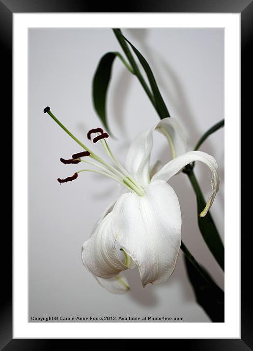 lily, flower, flowers, blooms, flora, floral, buds Framed Mounted Print by Carole-Anne Fooks