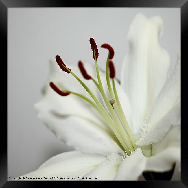 White Lily in Macro Framed Print by Carole-Anne Fooks