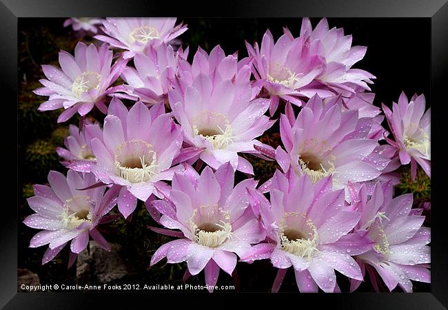 Profusion of Pink Cactus Framed Print by Carole-Anne Fooks