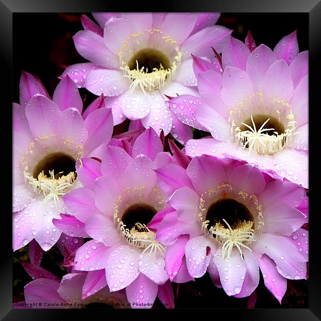 Pretty & Pink Cactus Flowers Framed Print by Carole-Anne Fooks
