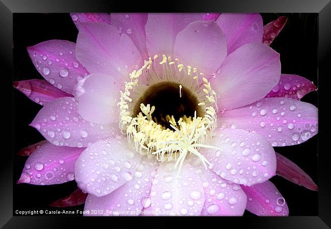 Pink Cactus Flower in the Rain Framed Print by Carole-Anne Fooks