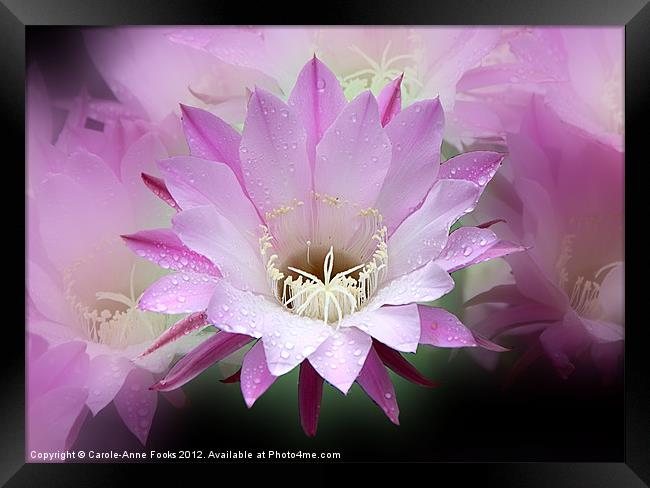 Pink Cactus Flower in the Rain Framed Print by Carole-Anne Fooks