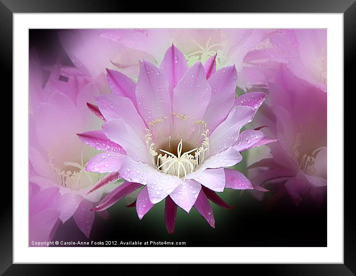 Pink Cactus Flower in the Rain Framed Mounted Print by Carole-Anne Fooks
