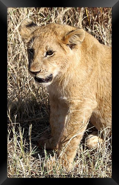 African Lion Cub Framed Print by Carole-Anne Fooks