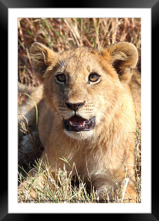 African Lion Cub Resting Framed Mounted Print by Carole-Anne Fooks