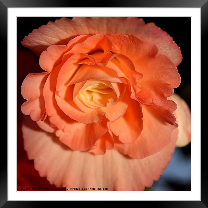 Apricot-pink Tuberous Begonia: Closeup Framed Mounted Print by Carole-Anne Fooks