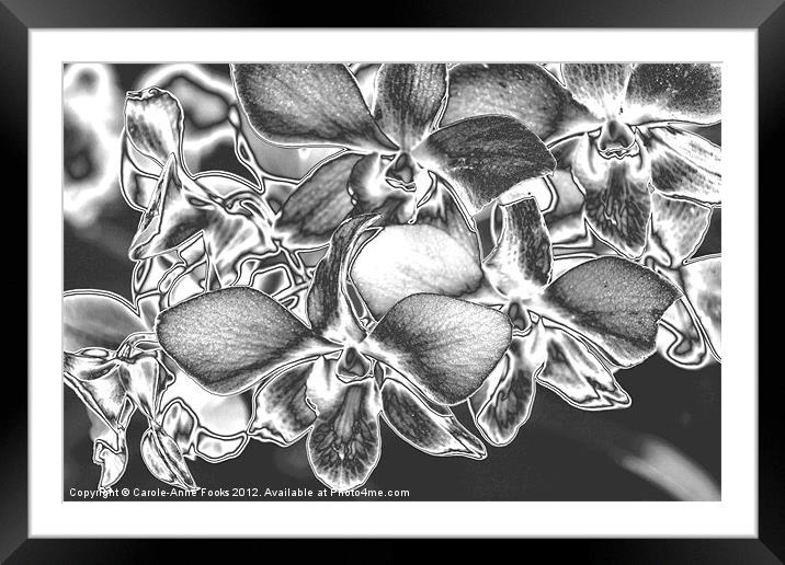 Metalised Orchid Flowers Framed Mounted Print by Carole-Anne Fooks