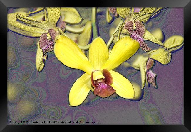 Orchids with Oil Slick Pattern Framed Print by Carole-Anne Fooks