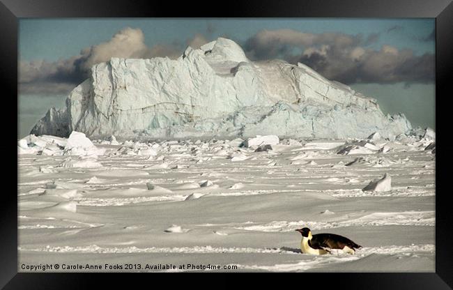 Emperor Penguin Cape Washington Antarctica Framed Print by Carole-Anne Fooks