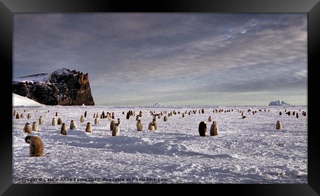 Emperor Penguin Colony Cape Washington Antarctica Framed Print by Carole-Anne Fooks