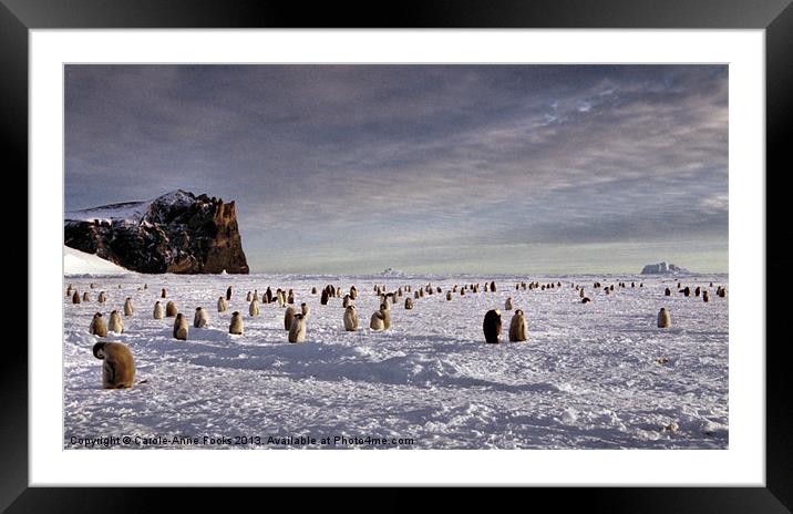 Emperor Penguin Colony Cape Washington Antarctica Framed Mounted Print by Carole-Anne Fooks