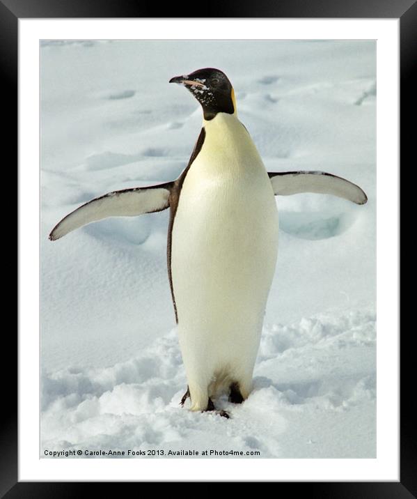 Emperor Penguin Portrait Antarctica Framed Mounted Print by Carole-Anne Fooks