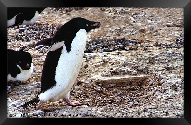 Adelie Penguin Cape Adare Antarctica Framed Print by Carole-Anne Fooks