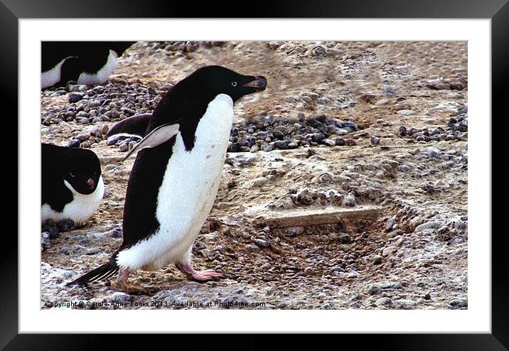 Adelie Penguin Cape Adare Antarctica Framed Mounted Print by Carole-Anne Fooks