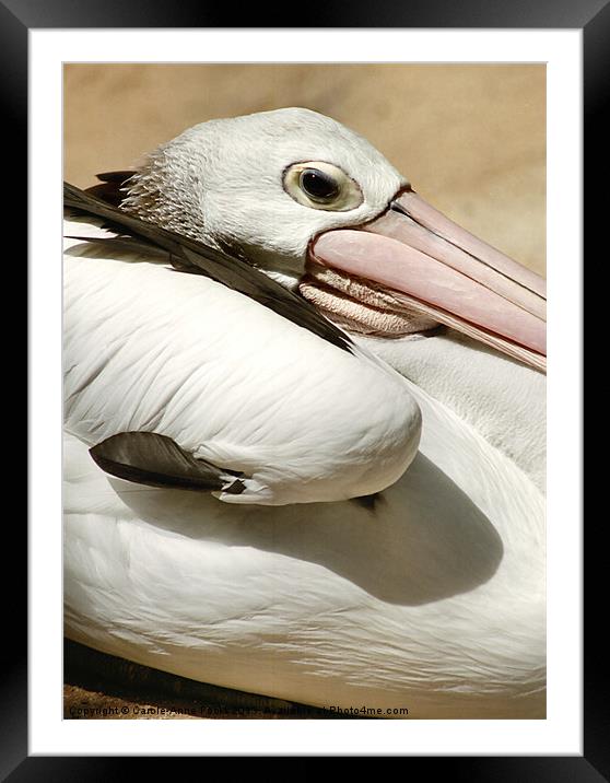 Pelican Portrait Framed Mounted Print by Carole-Anne Fooks