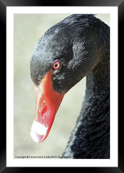 Black Swan Portrait Framed Mounted Print by Carole-Anne Fooks