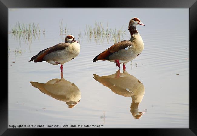 Egyptian Geese Reflections Framed Print by Carole-Anne Fooks