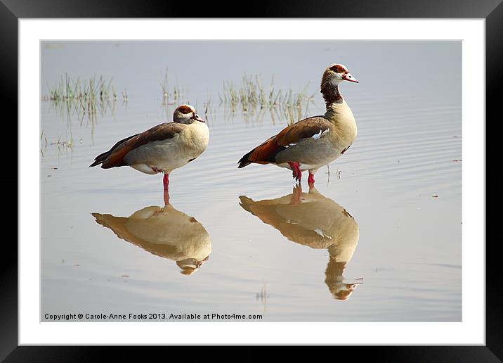 Egyptian Geese Reflections Framed Mounted Print by Carole-Anne Fooks