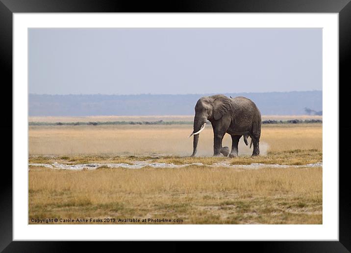 Bull African Elephant Framed Mounted Print by Carole-Anne Fooks