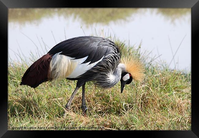 Grey Crowned Crane Kenya Framed Print by Carole-Anne Fooks