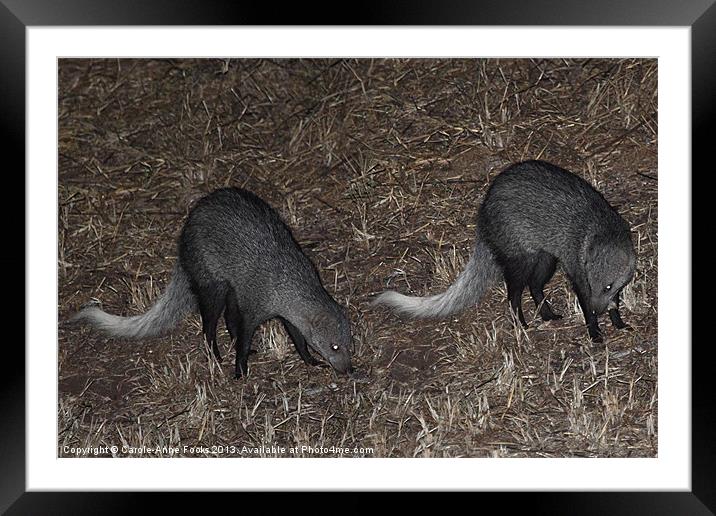 White-Tailed Mongoose Kenya Framed Mounted Print by Carole-Anne Fooks
