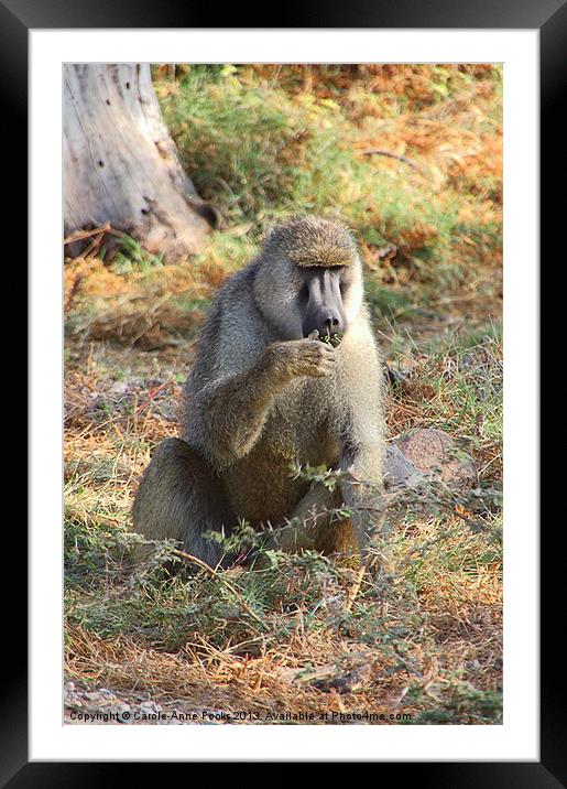 Yellow Baboon Kenya Framed Mounted Print by Carole-Anne Fooks