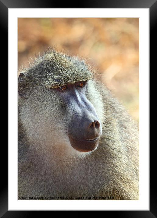 Yellow Baboon Portrait Kenya Framed Mounted Print by Carole-Anne Fooks