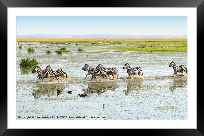 Zebra Crossing Kenya Framed Mounted Print by Carole-Anne Fooks
