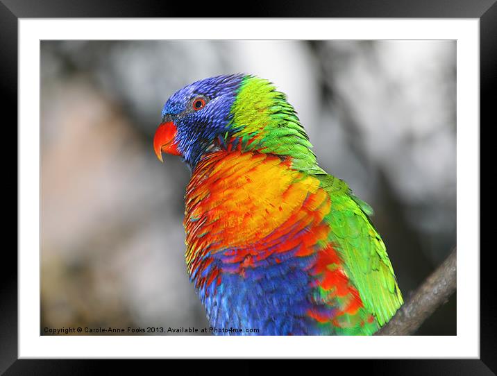 Rainbow Lorikeet Portrait Framed Mounted Print by Carole-Anne Fooks