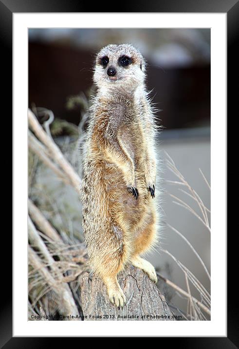 Sentry Duty Framed Mounted Print by Carole-Anne Fooks