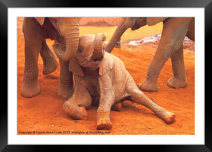 Baby Elephants PLaying Kenya Framed Mounted Print by Carole-Anne Fooks