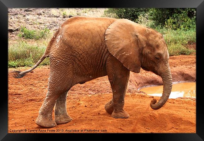 Baby Elephant Kenya Framed Print by Carole-Anne Fooks