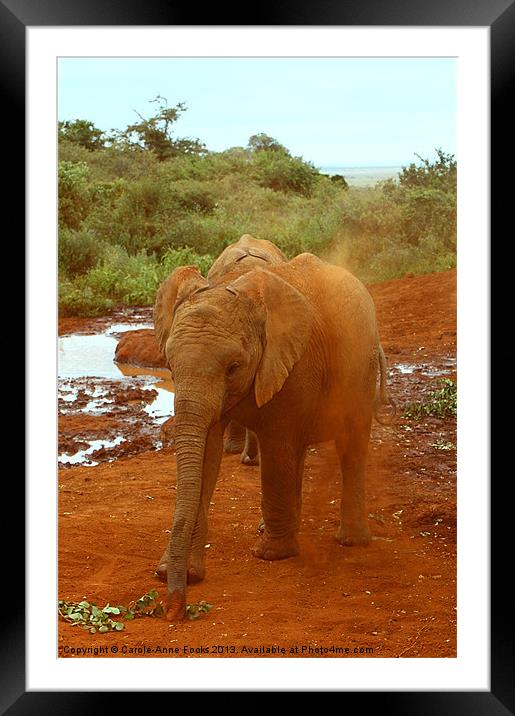 Baby Elephant Kicking Up Dust Framed Mounted Print by Carole-Anne Fooks