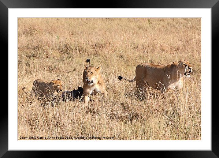 Lions Guarding The Kill Framed Mounted Print by Carole-Anne Fooks