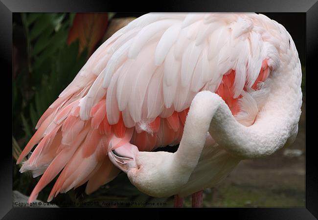 Greater Flamingo Preening Framed Print by Carole-Anne Fooks