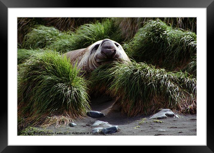 Southern Elephant Seal in the Tussock Grass, Macqu Framed Mounted Print by Carole-Anne Fooks