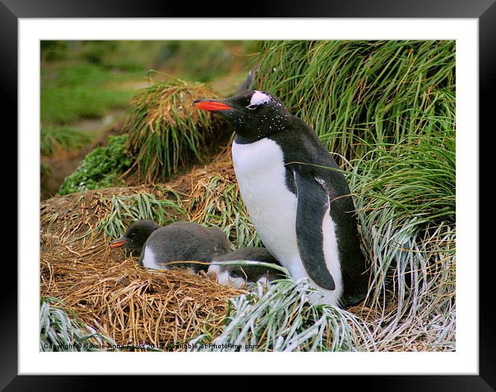Gentoo Penguins on the Nest Framed Mounted Print by Carole-Anne Fooks