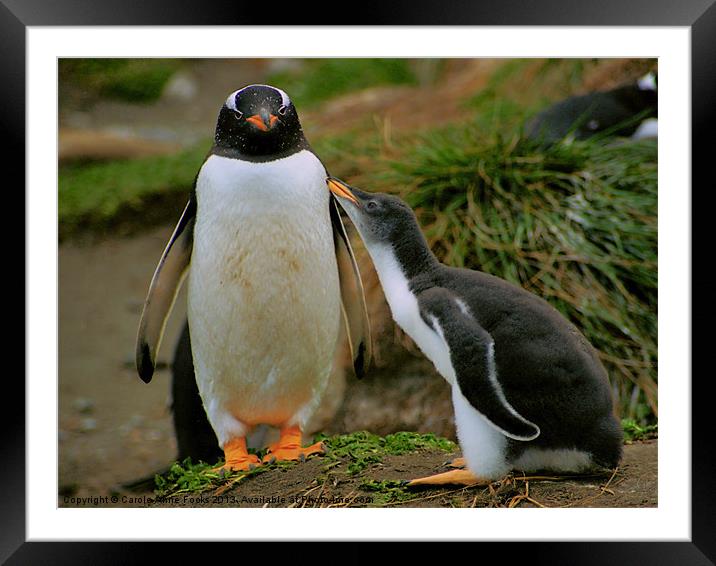 Gentoo Penguin with Begging Chick Framed Mounted Print by Carole-Anne Fooks