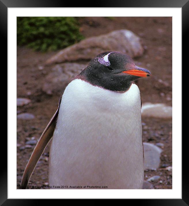 Gentoo Penguin Portrait Framed Mounted Print by Carole-Anne Fooks