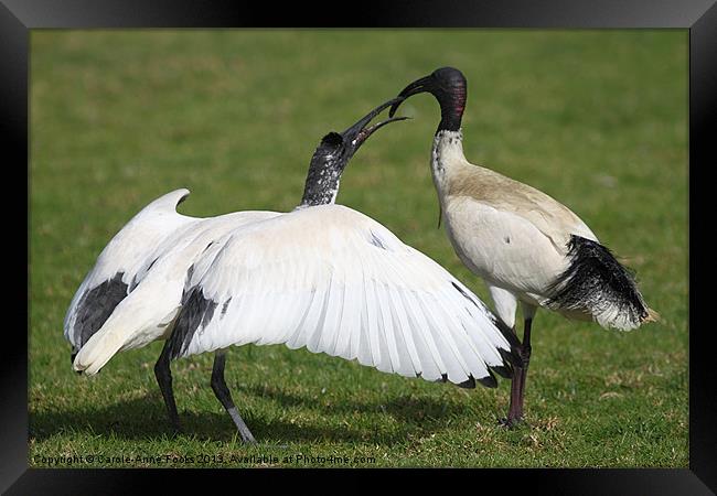 Australian White Ibis Feeding Framed Print by Carole-Anne Fooks